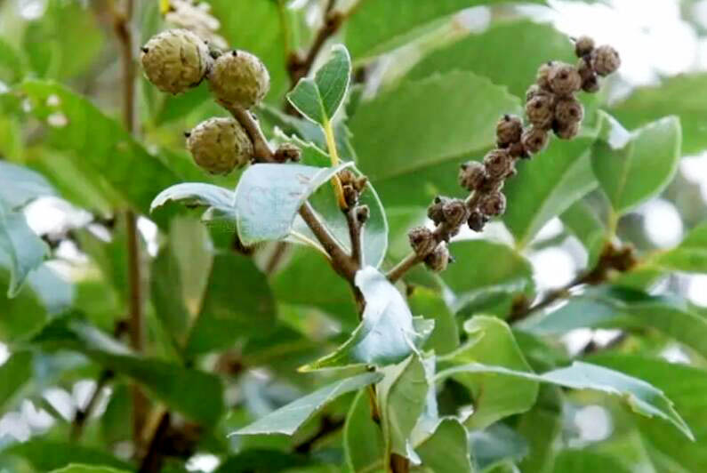 苦槠11.jpg